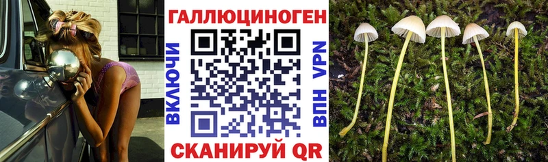 Галлюциногенные грибы Psilocybe  Искитим 